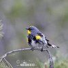 Lesňáček žlutokorunkatý (Dendroica coronata)