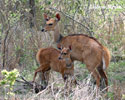 Lesoň (Tragelaphus scriptus)