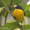 Libohlásek žlutohrdlý, Bonapartův (Euphonia hirundinacea)