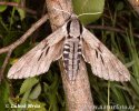 Lišaj borový (Sphinx pilastri Hyloicus pinastri)