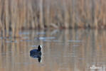 Lyska černá (Fulica atra)