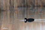 Lyska černá (Fulica atra)