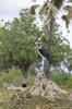 Marabu africký
