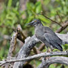 Microlophus albemarlensis