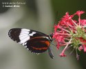 Motýl (Helioconias sp.)