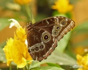 Motýl Morfo (Morpho eleanor)