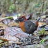 Mravenčíkovec rezavoprsý (Formicarius rufipectus)