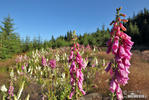 Náprstník červený (Digitalis purpurea)