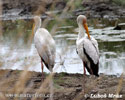 Nesyt africký (Mycteria ibis)