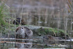 Nutria riečna