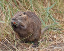 Nutria riečna