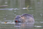 Nutria riečna