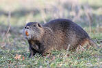 Nutria riečna