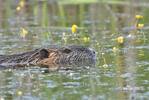 Nutria riečna