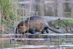 Nutria riečna