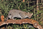 Ocelot velký (Leopardus pardalis)