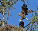 Orel mořský (Haliaeetus albicilla)