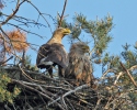 Orel mořský (Haliaeetus albicilla)