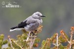 Ořešník americký (Nucifraga columbiana)