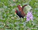 Ostnák jihoamerický (Jacana jacana)