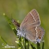 Ostrôžkár trnkový (Satyrium spini)