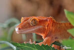 Pagekon řasnatý (Rhacodactylus ciliatus)