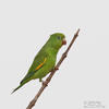 Papoušek chiriri (Brotogeris chiriri)