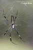 Pavouk (Nephila sp.)