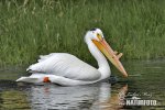 Pelikán biely (Pelecanus erythrorhynchos)