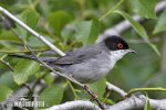 Pěnice bělohrdlá (Sylvia melanocephala)