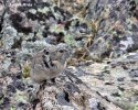 Pika