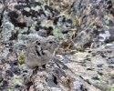 Pika (Ochotona princeps)