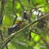 Pipulka kadeřavokřídlá (Machaeropterus deliciosus)