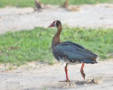 Pižmovka ostruhatá (Plectropterus gambensis)