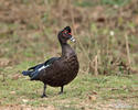 Pižmovka velká (Cairina moschata)