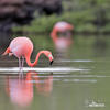 Plameňák americký (Phoenicopterus ruber)