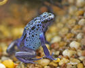 Pralesnička azurová (Dendrobates tinctorius azureus)