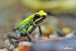 Pralesnička dvoubarevná (Phyllobates bicolor)