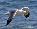 Racek bělohlavý marakonézský (Larus cachinnans atlantis)