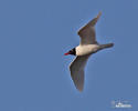 Racek černohlavý (Larus melanocephalus)