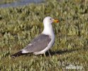 Racek mormonský (Larus californicus)