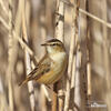 Rákosník proužkovaný (Acrocephalus schoenobaenus)