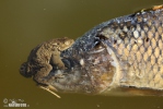 Ropucha obecná