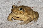 Ropucha obrovská (Bufo marinus)