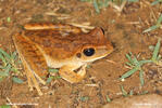 Rosnička čakobytná (Boana raniceps)