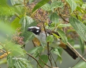 Saltator černokřídlý (Saltator atripennis)