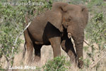 Slon africký