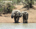 Slon africky stepny
