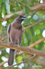 Sojka lesní (Cyanocorax cyanomelas)