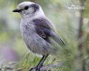 Sojka šedá (Perisoreus canadensis)